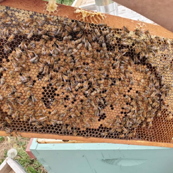 5 Frame Nuc (LIVE) - Image 2
